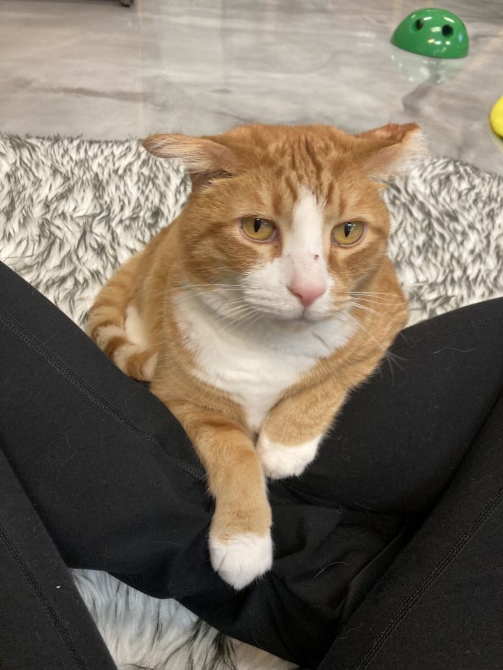 Cheddar 3