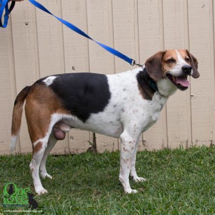 Ogeechee, an adoptable Foxhound Mix in Savannah, GA_image-3