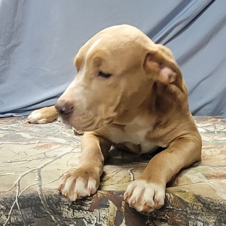 Kash, an adoptable American Bulldog Mix in La Plata, MD_image-2