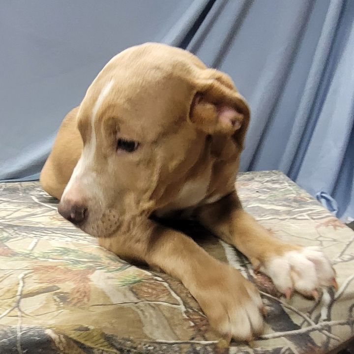 Kash, an adoptable American Bulldog Mix in La Plata, MD_image-3