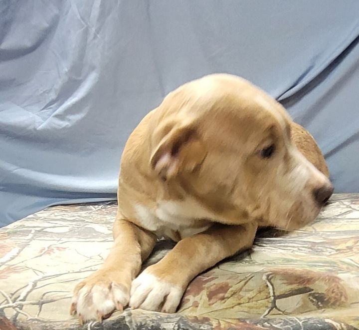 Kash, an adoptable American Bulldog Mix in La Plata, MD_image-6