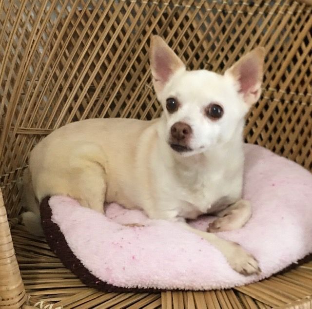 HENRIETTA, an adopted Chihuahua Mix in Yakima, WA_image-1