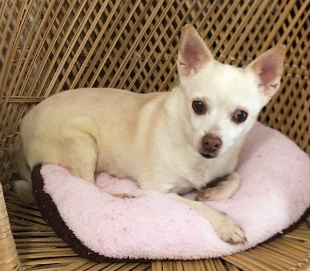 HENRIETTA, an adopted Chihuahua Mix in Yakima, WA_image-3