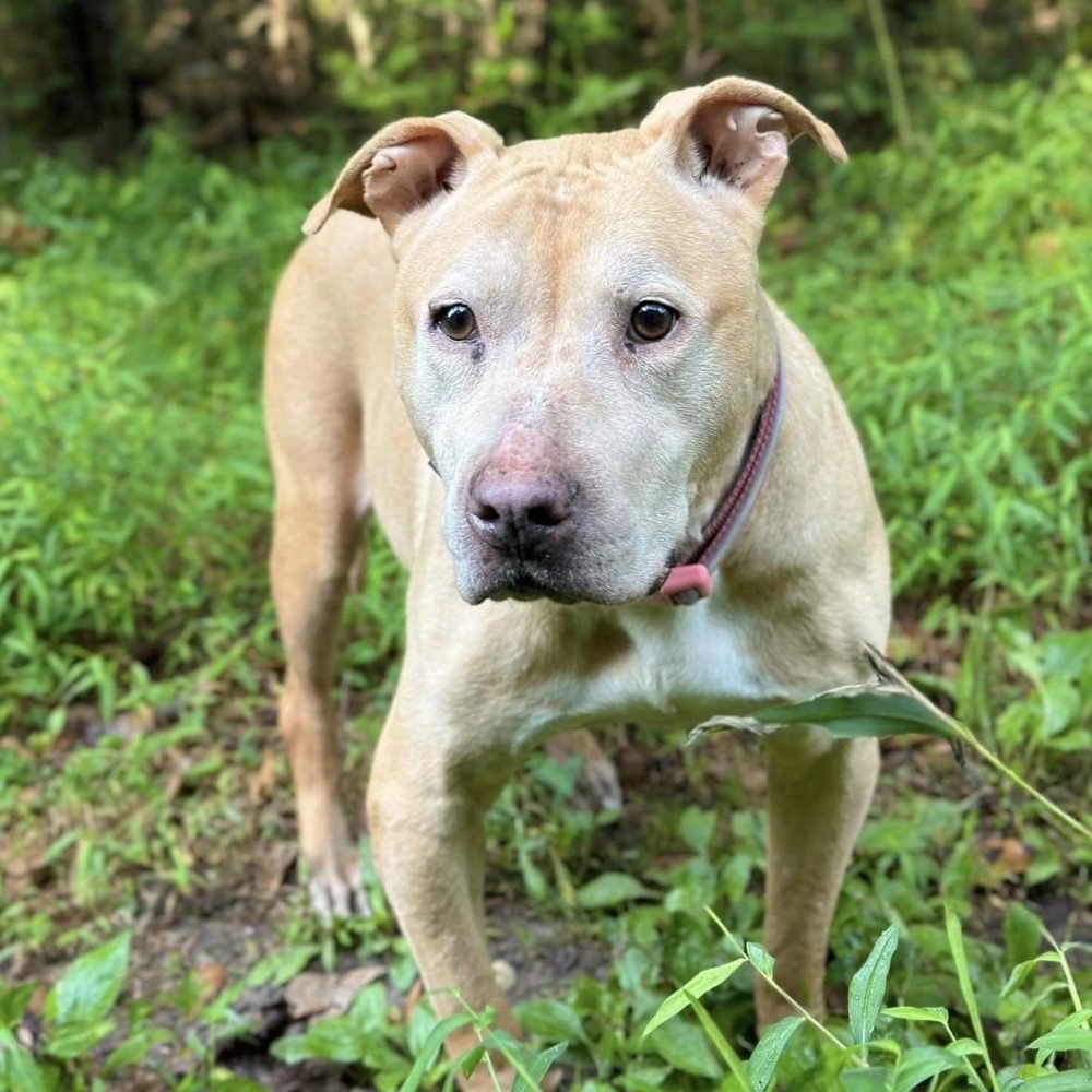 Anastasia Steele, an adoptable American Staffordshire Terrier, Mixed Breed in Verplanck, NY, 10596 | Photo Image 1