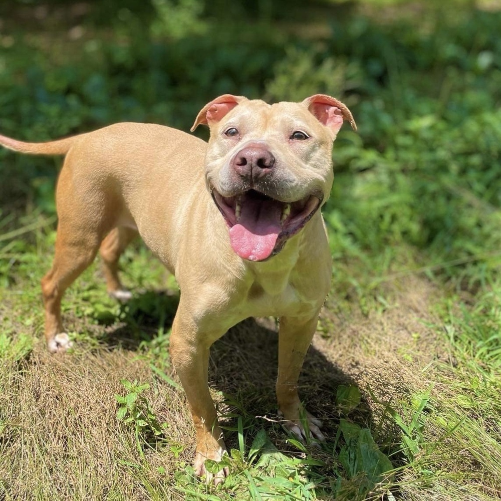 Anastasia Steele, an adoptable American Staffordshire Terrier, Mixed Breed in Verplanck, NY, 10596 | Photo Image 2