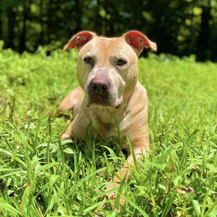 Anastasia Steele, an adoptable American Staffordshire Terrier Mix in Whitestone, NY_image-3