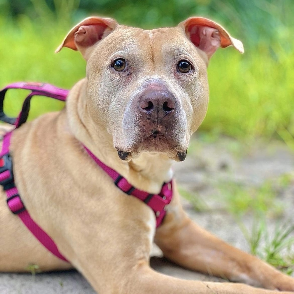 Anastasia Steele, an adoptable American Staffordshire Terrier, Mixed Breed in Verplanck, NY, 10596 | Photo Image 3