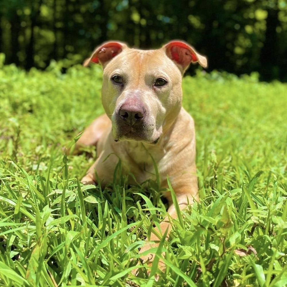 Anastasia Steele, an adoptable American Staffordshire Terrier, Mixed Breed in Verplanck, NY, 10596 | Photo Image 5