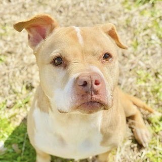 Isabella, an adoptable American Staffordshire Terrier Mix in Whitestone, NY_image-2