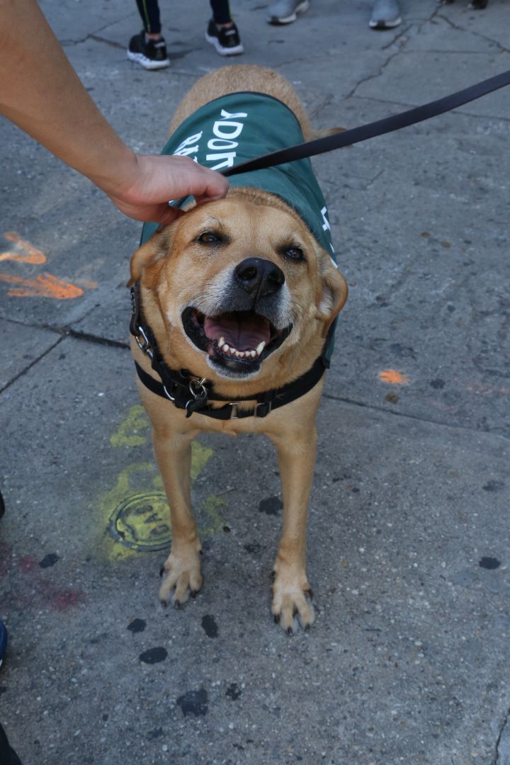 Joni Mitchell, an adoptable Mixed Breed in Brooklyn, NY_image-3