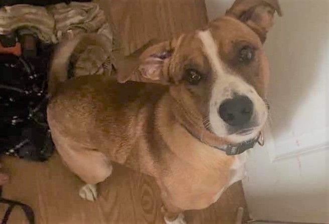 Buddy, an adoptable Boxer & Labrador Retriever Mix in Henderson, KY_image-2