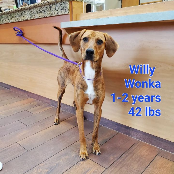 Willy Wonka , an adopted Mountain Cur Mix in Naperville, IL_image-1