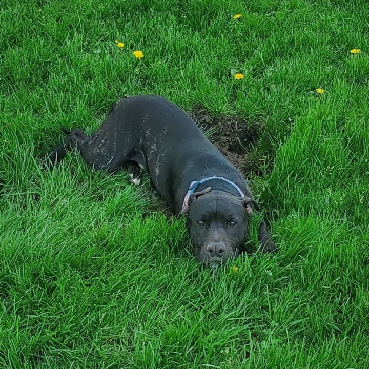 Yoda, an adoptable American Bully Mix in Lake Odessa, MI_image-3