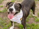 ROADIE's profile on Petfinder.com