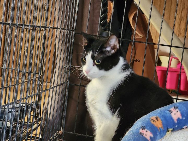 Indy, an adoptable Tuxedo in Crossville, TN_image-3