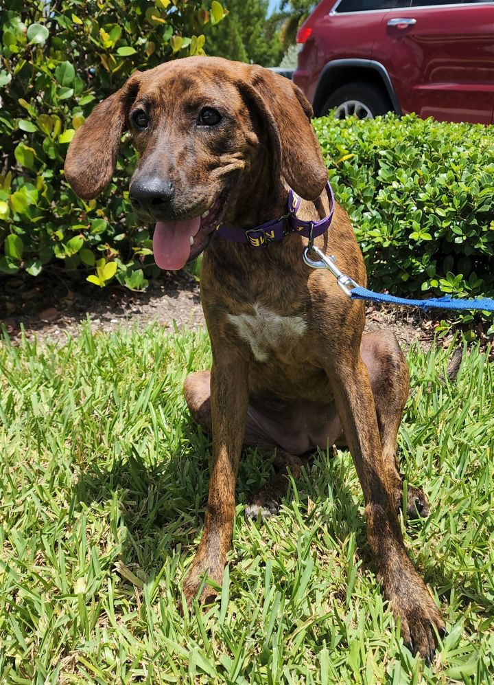 Nelly, an adoptable Hound Mix in Royal Palm Beach, FL_image-1