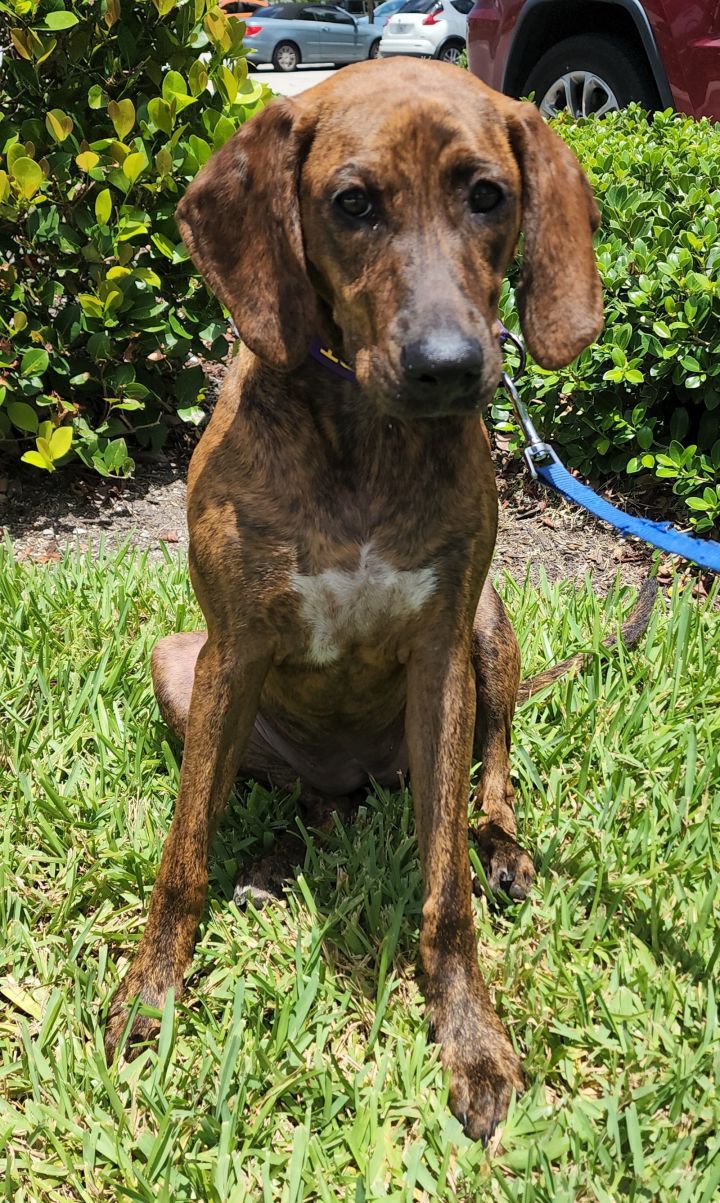 Nelly, an adoptable Hound Mix in Royal Palm Beach, FL_image-2