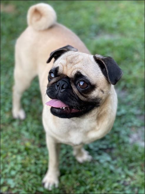 Penny, an adoptable Pug in Miami, FL_image-1