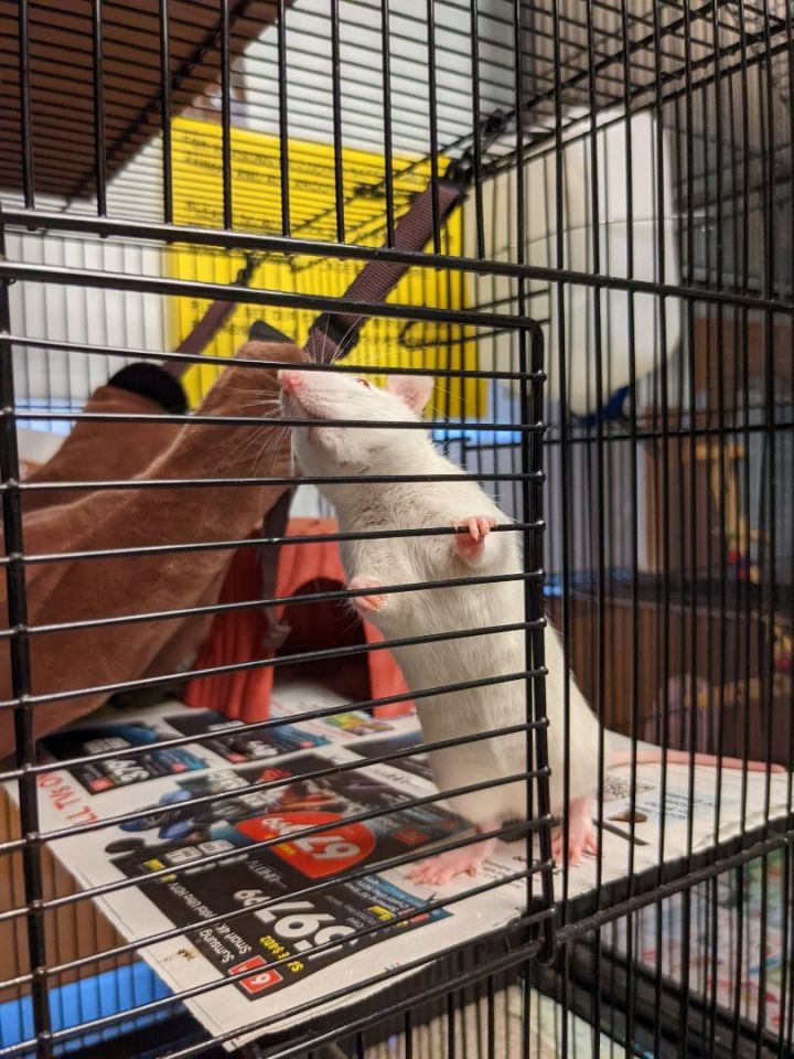 Donatello & Leonardo, an adoptable Rat in Bellingham, WA_image-4