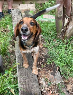 Copper the Hound 