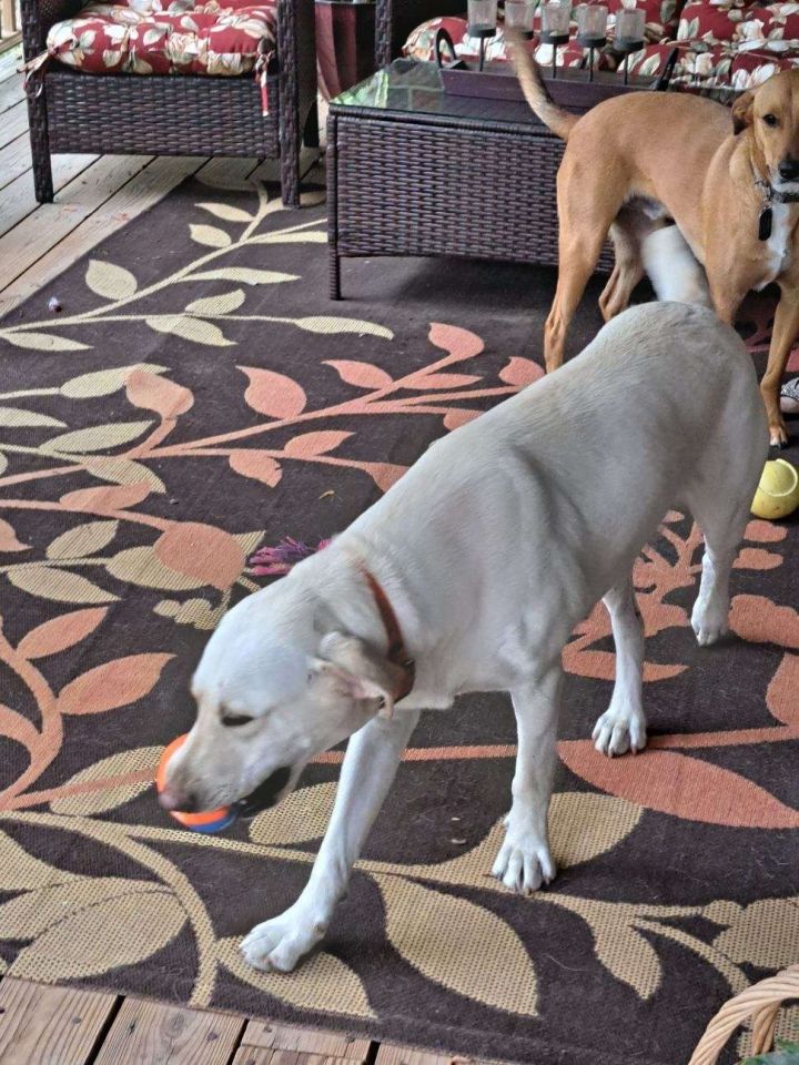 Paloma, an adoptable Labrador Retriever in Magnolia, TX_image-4