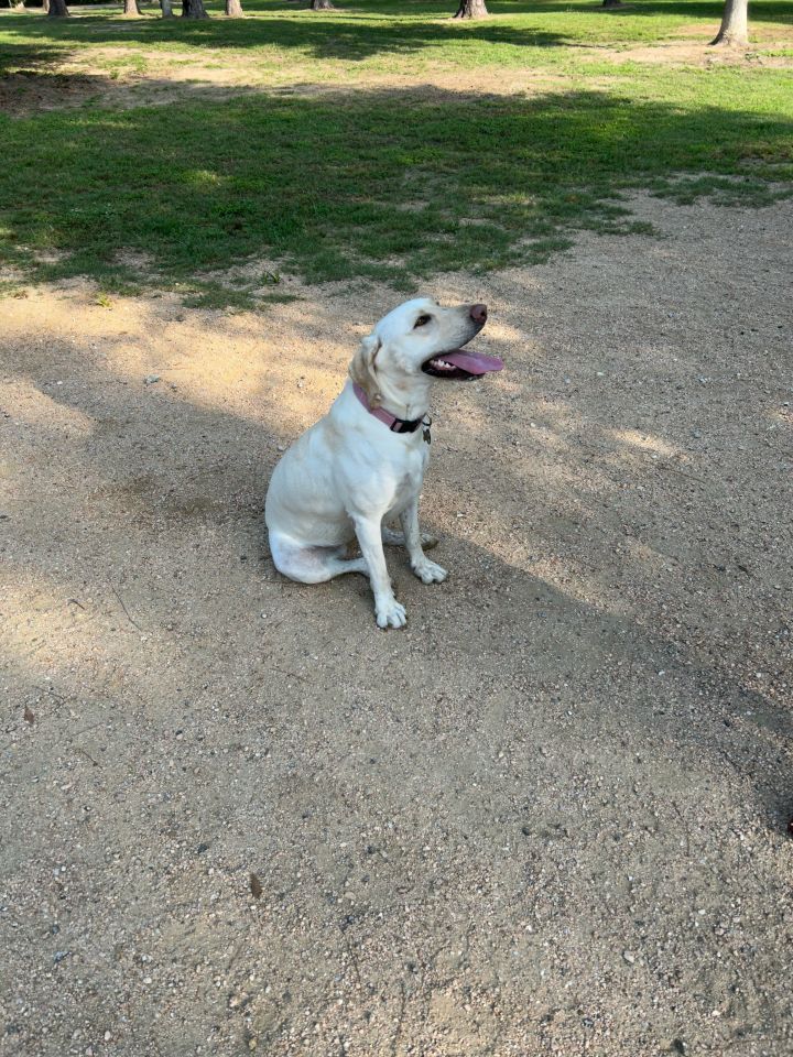 Paloma, an adoptable Labrador Retriever in Magnolia, TX_image-6