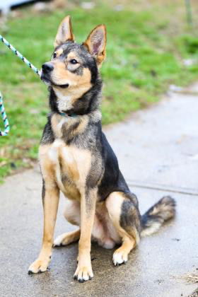 General, an adoptable German Shepherd Dog in Poland, IN, 47868 | Photo Image 1