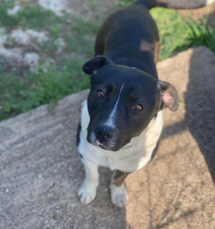Roger, an adoptable Terrier Mix in Denison, TX_image-1