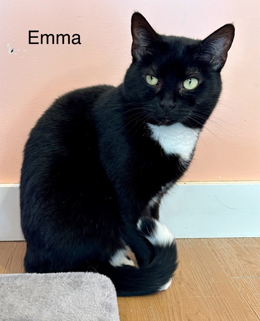 Emma, an adoptable Domestic Short Hair in Wells, ME, 04090 | Photo Image 4