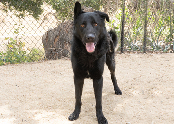 Jenga, an adoptable Shepherd Mix in San Gabriel, CA_image-1