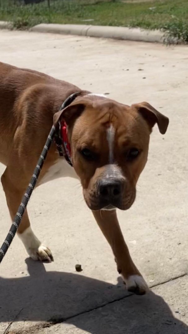 Motzart, an adoptable Pit Bull Terrier & Boxer Mix in Denison, TX_image-2