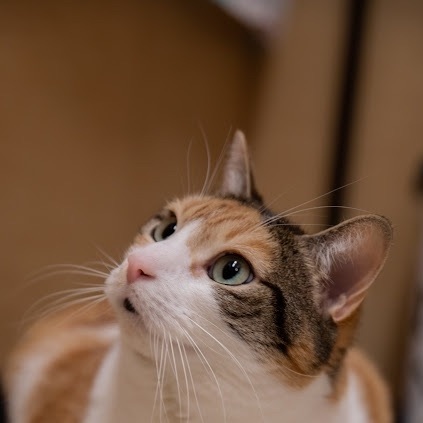 Coco, an adoptable Calico in Sewell, NJ_image-1