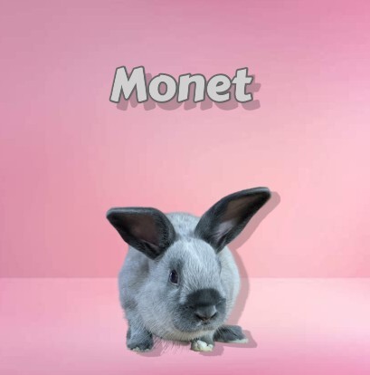 Monet (bonded to Moira) 1