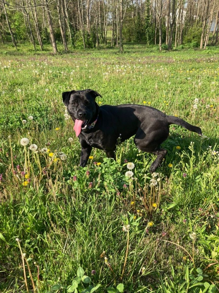 Talia, an adoptable Labrador Retriever Mix in Lexington, KY_image-6