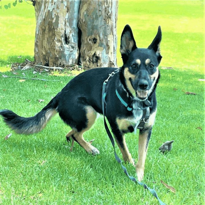 Willow, an adoptable German Shepherd Dog Mix in Laguna Hills, CA_image-3