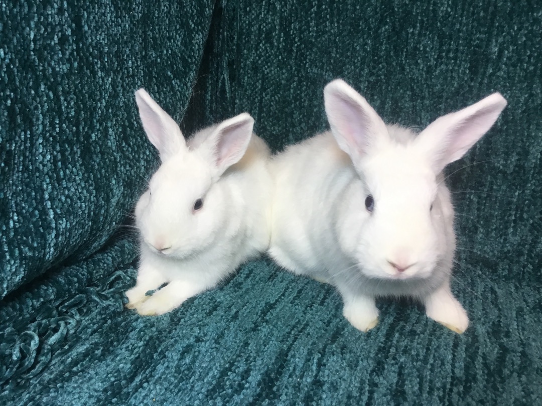 Rabbit for adoption Shortstop & Shortcut, a Dwarf & Bunny Rabbit Mix
