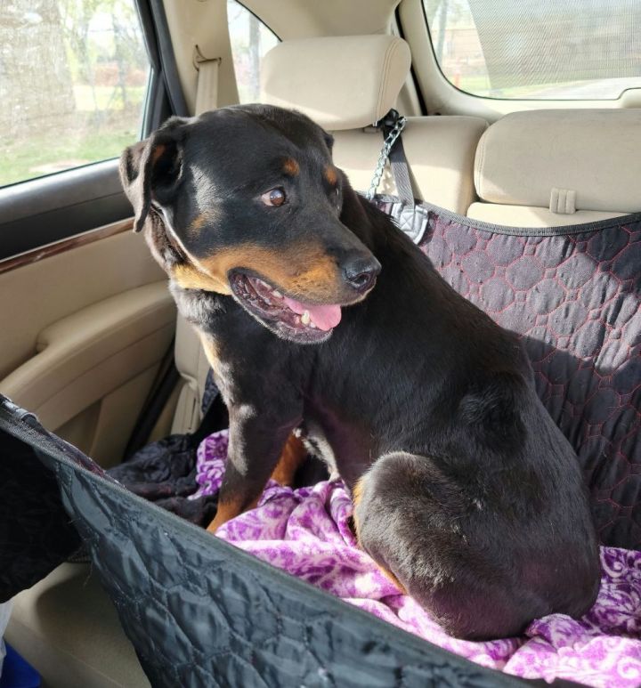 Maserati, an adopted Rottweiler in Newcastle, OK_image-4