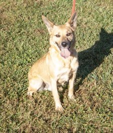 Pumba, an adoptable Labrador Retriever Mix in Wilmington, DE_image-1