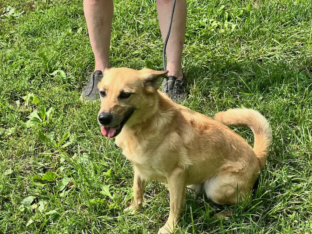 Pumba, an adoptable Labrador Retriever in Wilmington, DE, 19850 | Photo Image 2