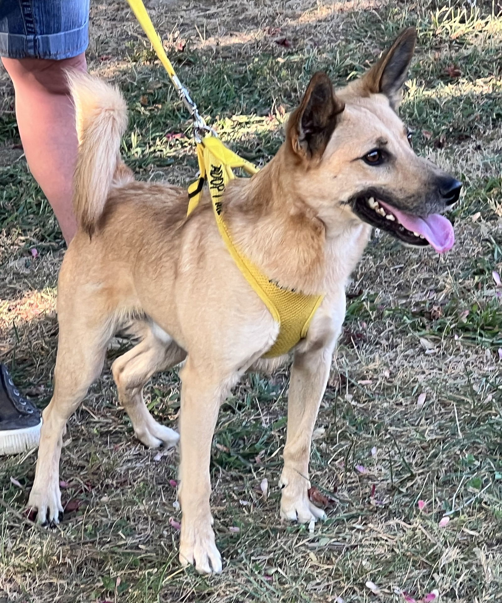 Pumba, an adoptable Labrador Retriever in Wilmington, DE, 19850 | Photo Image 3