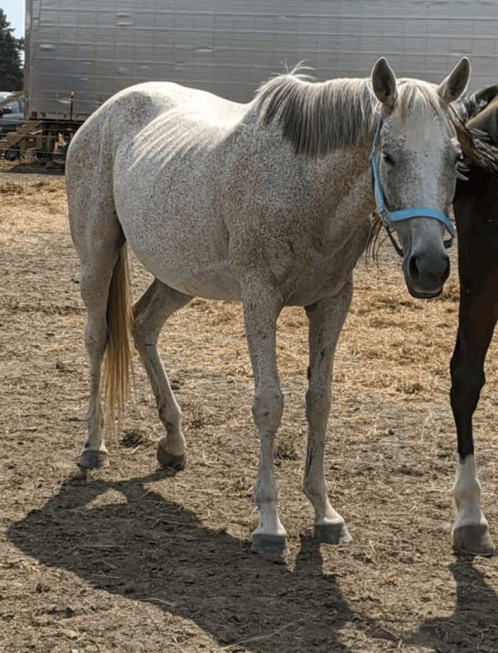 Elsa, an adoptable Quarterhorse & Thoroughbred Mix in Toledo, OH_image-1
