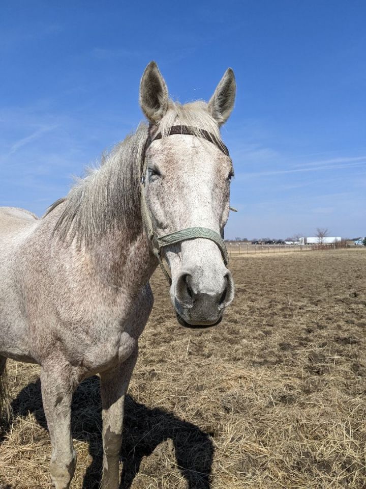 Elsa, an adoptable Quarterhorse & Thoroughbred Mix in Toledo, OH_image-3