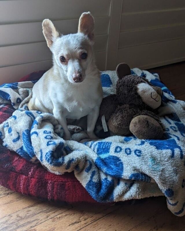 Mickey, an adoptable Chihuahua in San Francisco, CA, 94110 | Photo Image 1