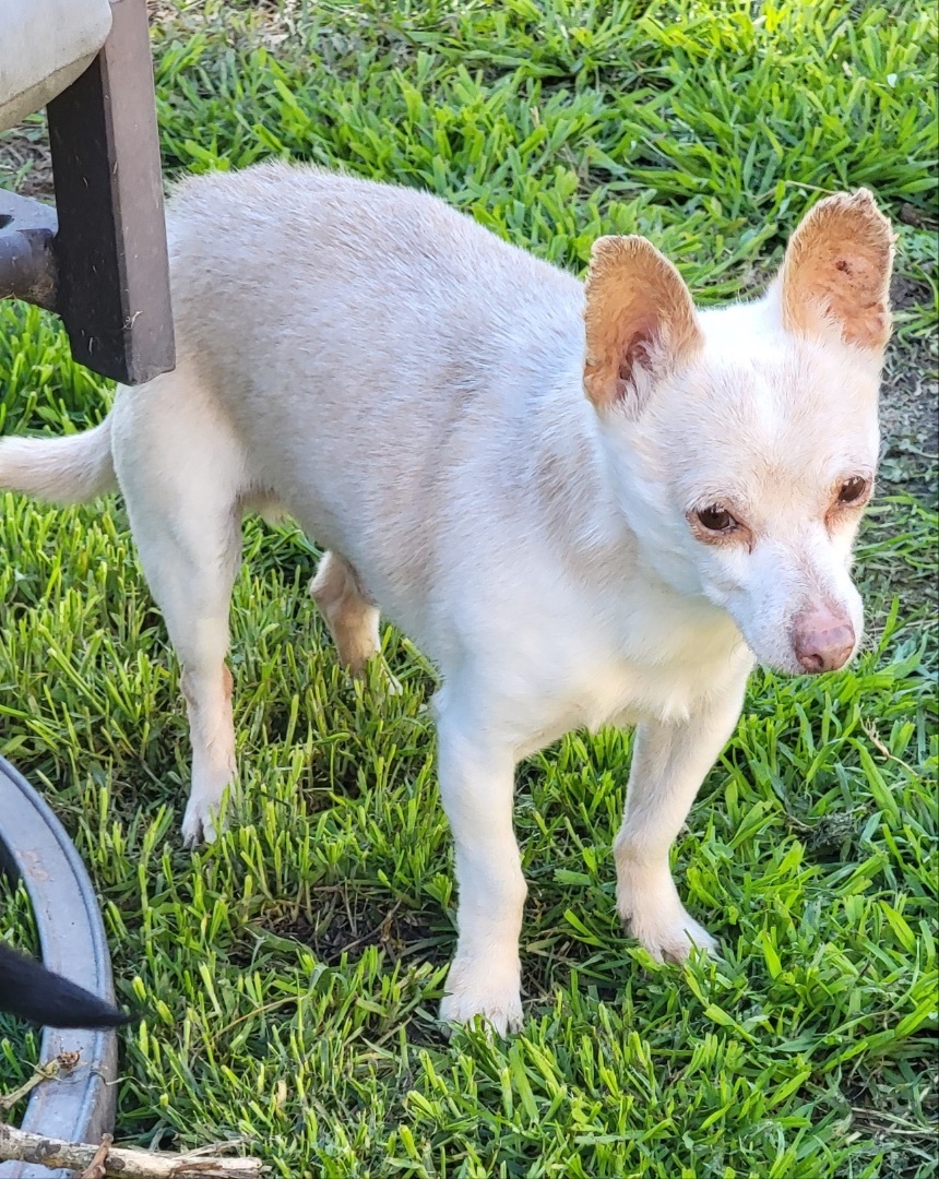 Mickey, an adoptable Chihuahua in San Francisco, CA, 94110 | Photo Image 2