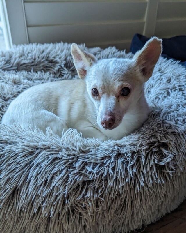 Mickey, an adoptable Chihuahua in San Francisco, CA, 94110 | Photo Image 3