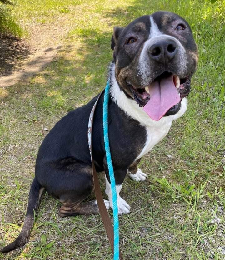 Willa, an adoptable Rottweiler, Mixed Breed in Warren, MI, 48089 | Photo Image 4