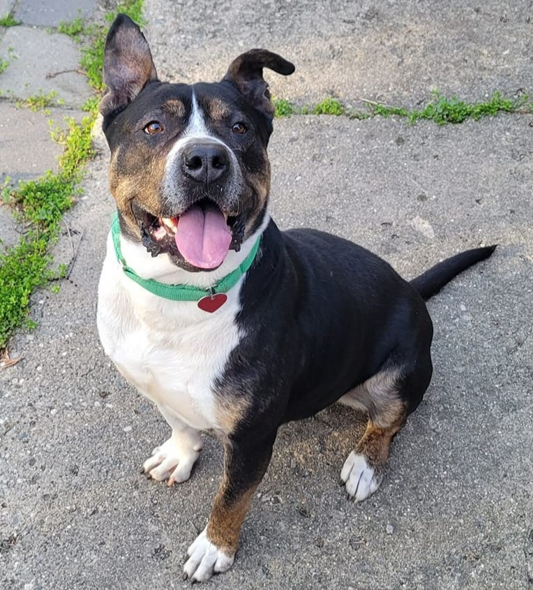 can a american pit bull terrier and a rottweiler be friends