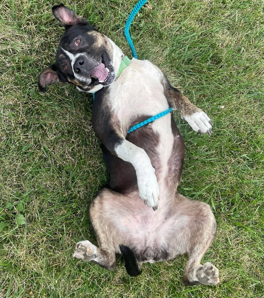 Willa, an adoptable Rottweiler, Pit Bull Terrier in Warren, MI, 48089 | Photo Image 3