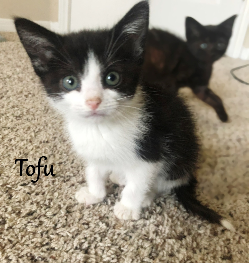 Tofu, an adoptable Domestic Short Hair in Hoover , AL, 35226 | Photo Image 2