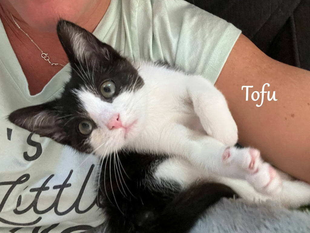 Tofu, an adoptable Domestic Short Hair in Hoover , AL, 35226 | Photo Image 3